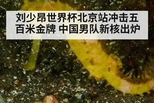 刘少昂世界杯北京站冲击五百米金牌 中国男队新核出炉